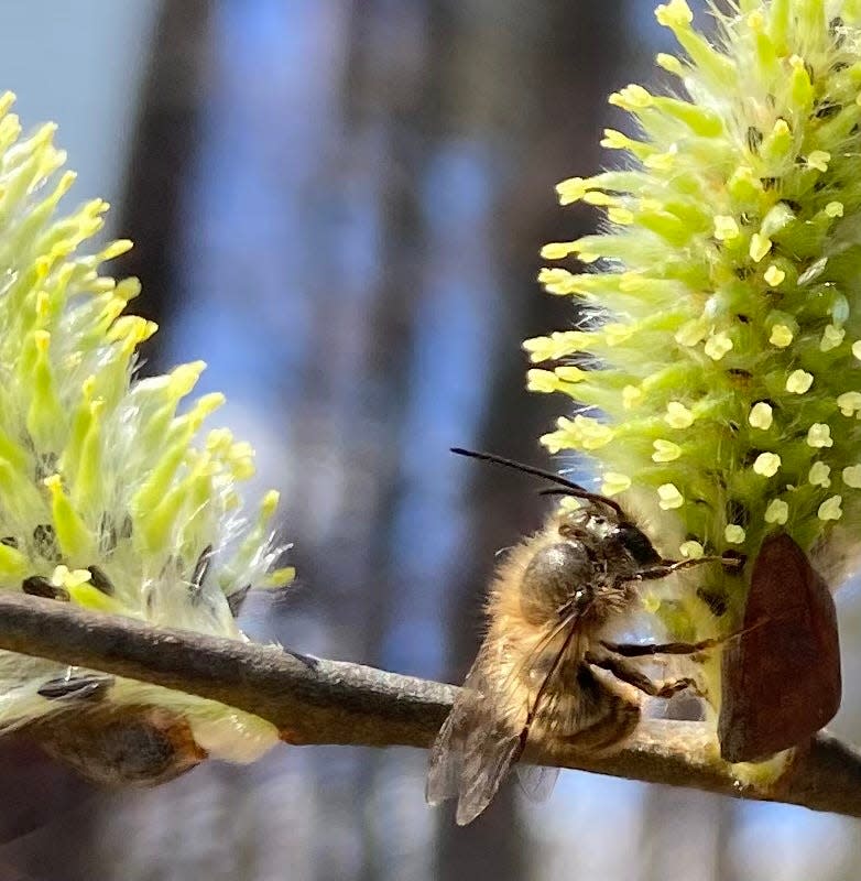 A horn-faced mason bee alights on a pussy willow flower. Pussy willow is one of the first flowers available in this region for insects emerging from winter hibernation.