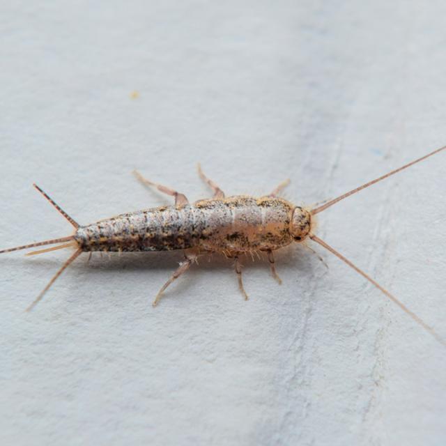 silverfish larvae