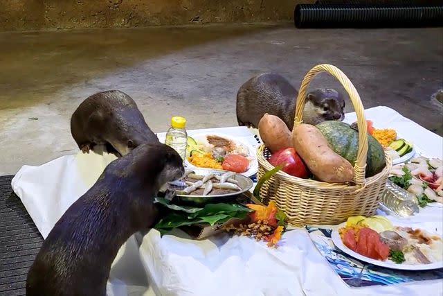 <p>Courtesy of Living Shores Aquarium</p> Asian small-clawed otters enjoying a fishy Thanksgiving meal at Living Shores Aquarium in Glen, New Hampshire