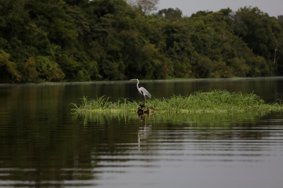 <p>A heron is seen in the Mamiraua Sustainable Development Reserve in Uarini, Amazonas state, Brazil, March 7, 2018. (Photo: Bruno Kelly/Reuters) </p>