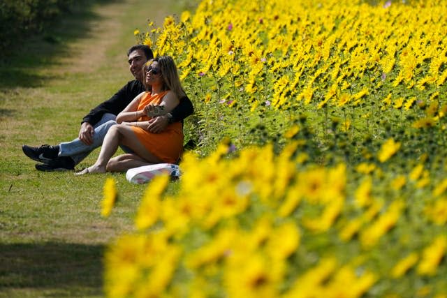 A couple in a field of sunflowers