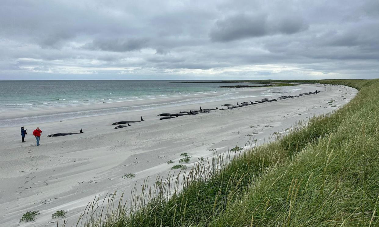 <span>The tragic sight on the Orkney island of Sanday last week, when 77 pilot whales were stranded. All of them died. </span><span>Photograph: Emma Neave-Webb/BDMLR</span>