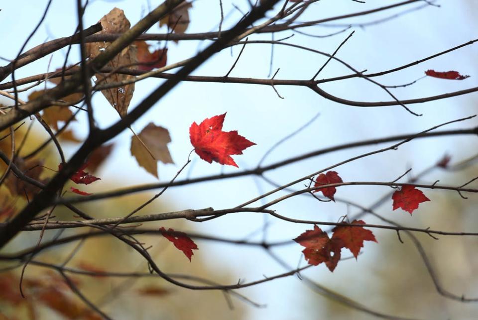 Fall colors at Hocking Hills State Park on near the Ash Cave fire tower October 22.