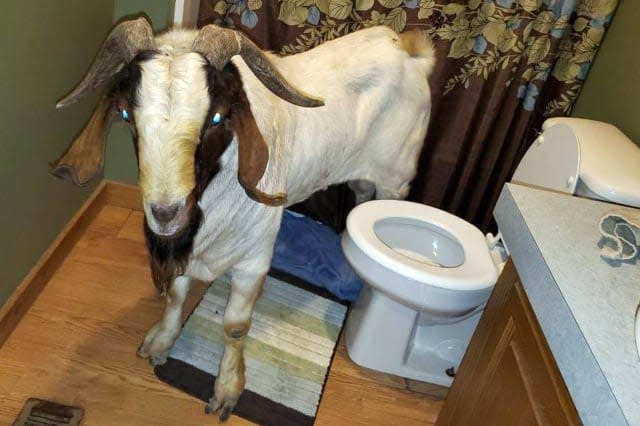 Goat breaks into house through glass door for bathroom nap