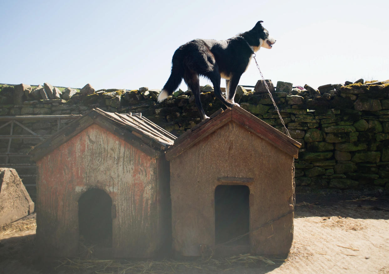 A sheepdog gets a better view during a delivery of sheep at Ravenseat, the farm of the Yorkshire Shepherdess Amanda Owen on April 15, 2014 near Kirkby Stephen, England. Amanda Owen runs a 2,000 acre working hill farm in Swaledale which is one of the remotest areas on the North Yorkshire Moors. Working to the rhythm of the seasons the farm has over 900 Swaledale sheep that are now entering the lambing season as well as cattle and horses.  (Photo by Ian Forsyth/Getty Images)