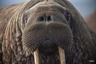 This photo provided by the United States Geological Survey shows a female Pacific walrus resting, Sept. 19, 2013 in Point Lay, Alaska. A lawsuit making its way through federal court in Alaska will decide whether Pacific walruses should be listed as a threatened species, giving them additional protections. Walruses use sea ice for giving birth, nursing and resting between dives for food but the amount of ice over several decades has steadily declined due to climate warming. (Ryan Kingsbery/U.S. Geological Survey via AP)