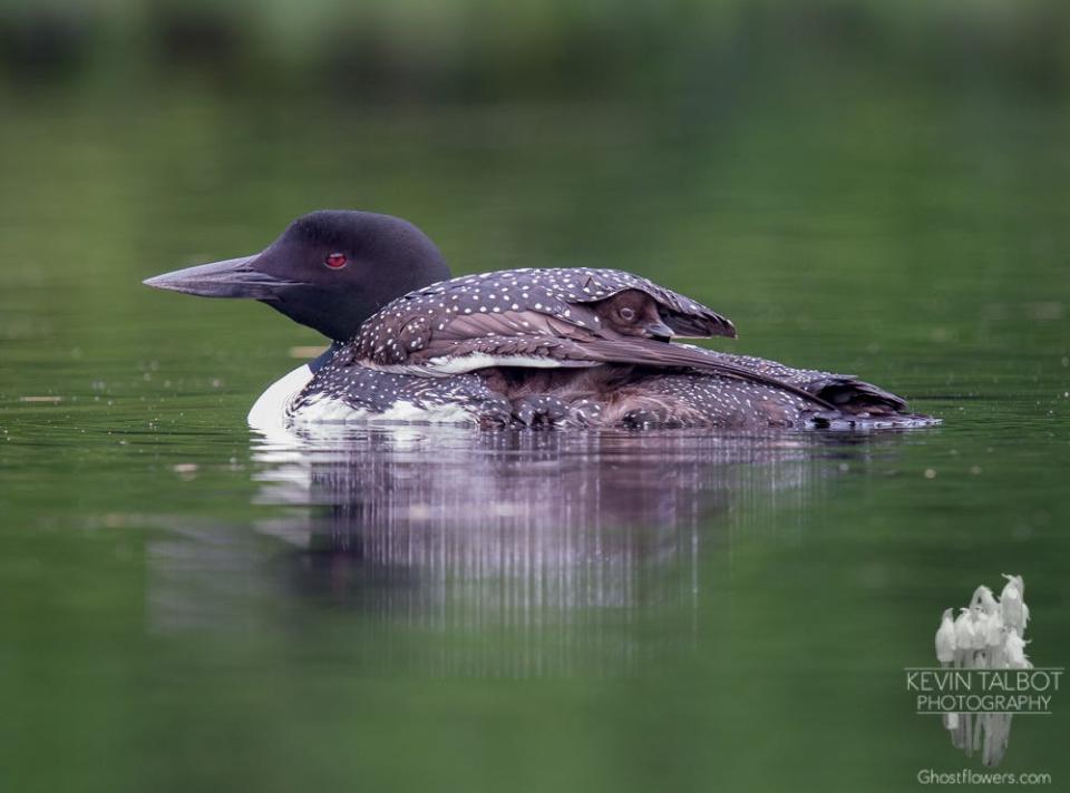 "Peekaboo" a photograph by Kevin Talbot