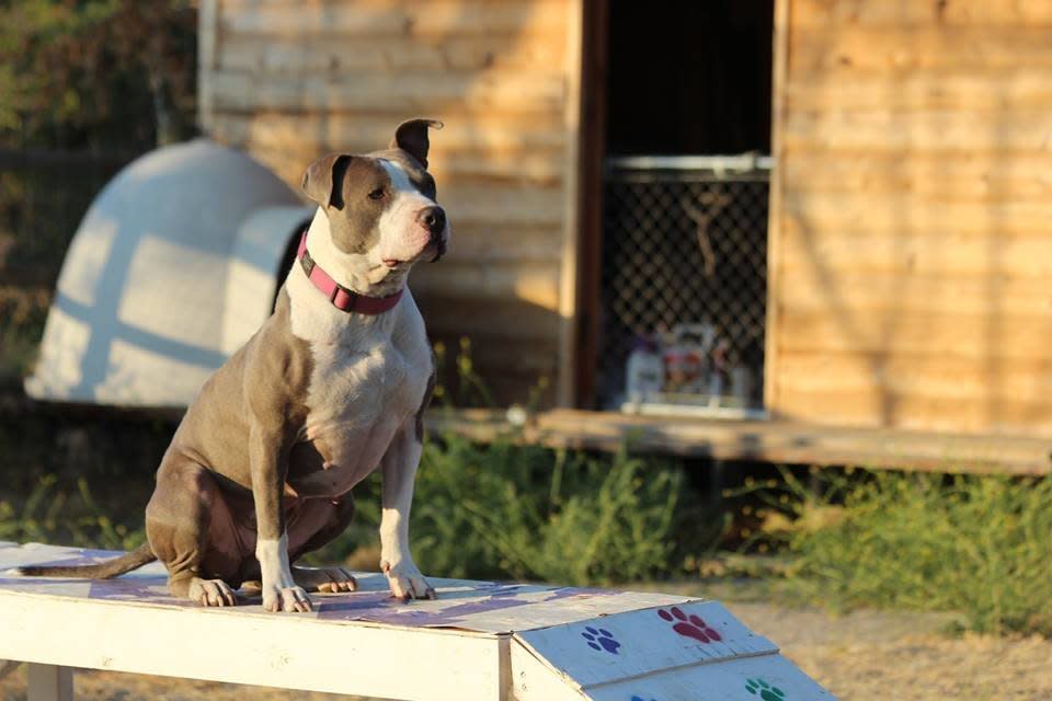 Diamond was shot three times in the chest a year ago. She as valiantly overcome her injuries and thrives at the rescue.   Diamond is a dog who can be endlessly entertained with a ball or toy. She has excellent instincts and would make a stupendous search and rescue dog, or just a best friend.   Diamond loves to snuggle, is about 3 years old, in perfect health and has her entire life ahead of her  Diamond's only drawback is with female dogs. She does well with big boy dogs, very well, just not with females.  Find out more from <a href="https://www.facebook.com/MarleysMuttsDogRescue?fref=ts">Marley's Mutts Dog Rescue</a>, in California.