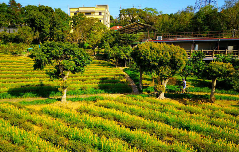 大北坑步道（圖片來源：桃園市政府）