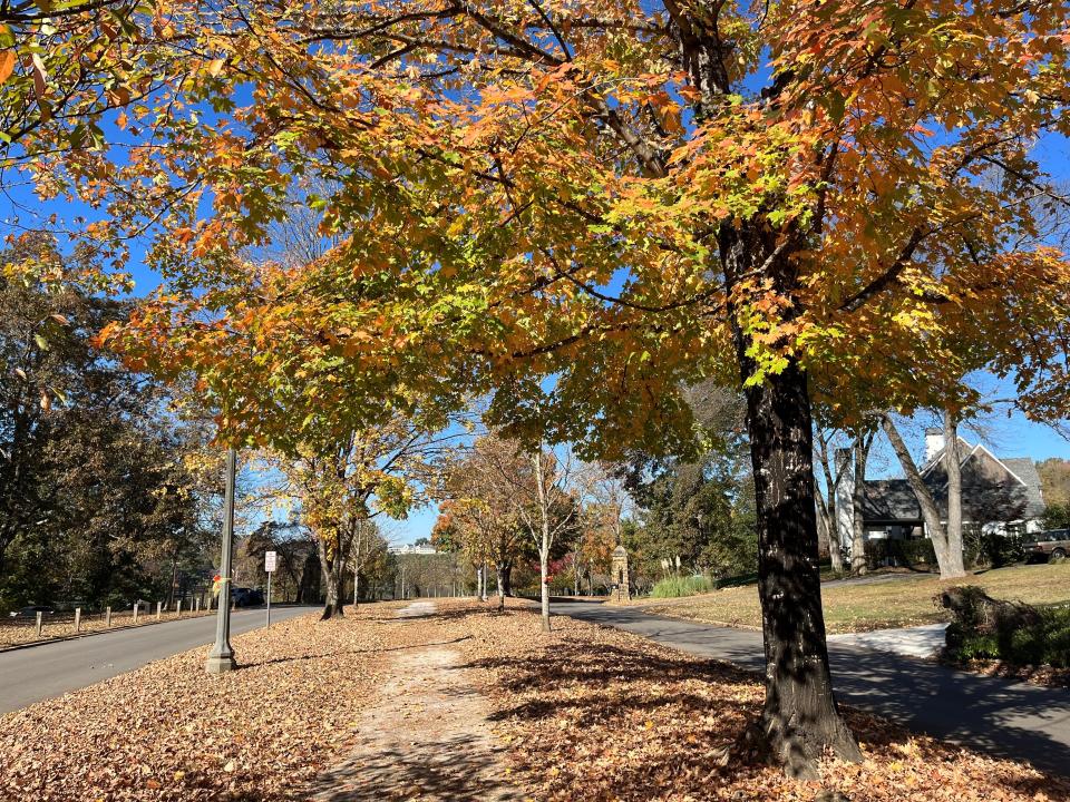 A maple tree alongside the median walking path of Cherokee Boulevard in Sequoyah Hills is shown with its leaves turning on Nov. 2. Many of the neighborhood’s trees on public property will be highlighted as the neighborhood becomes a Level 1 certified arboretum.