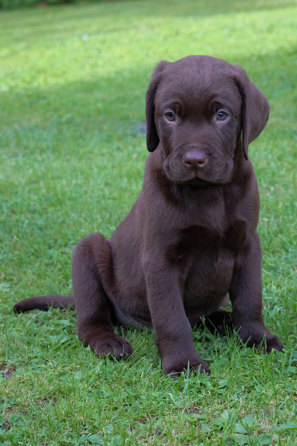 Labrador