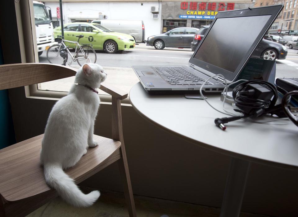 A cat sits and looks at a computer next to the window of the cat cafe in New York April 23, 2014. The cat cafe is a pop-up promotional cafe that features cats and beverages in the Bowery section of Manhattan.