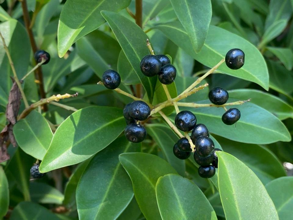 The black berries on marlberry follow the creamy white flowers, and are a favorite of birds.