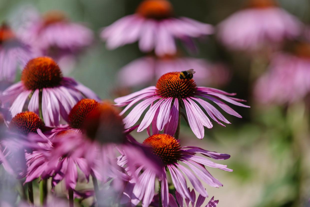 Echinacea flowers