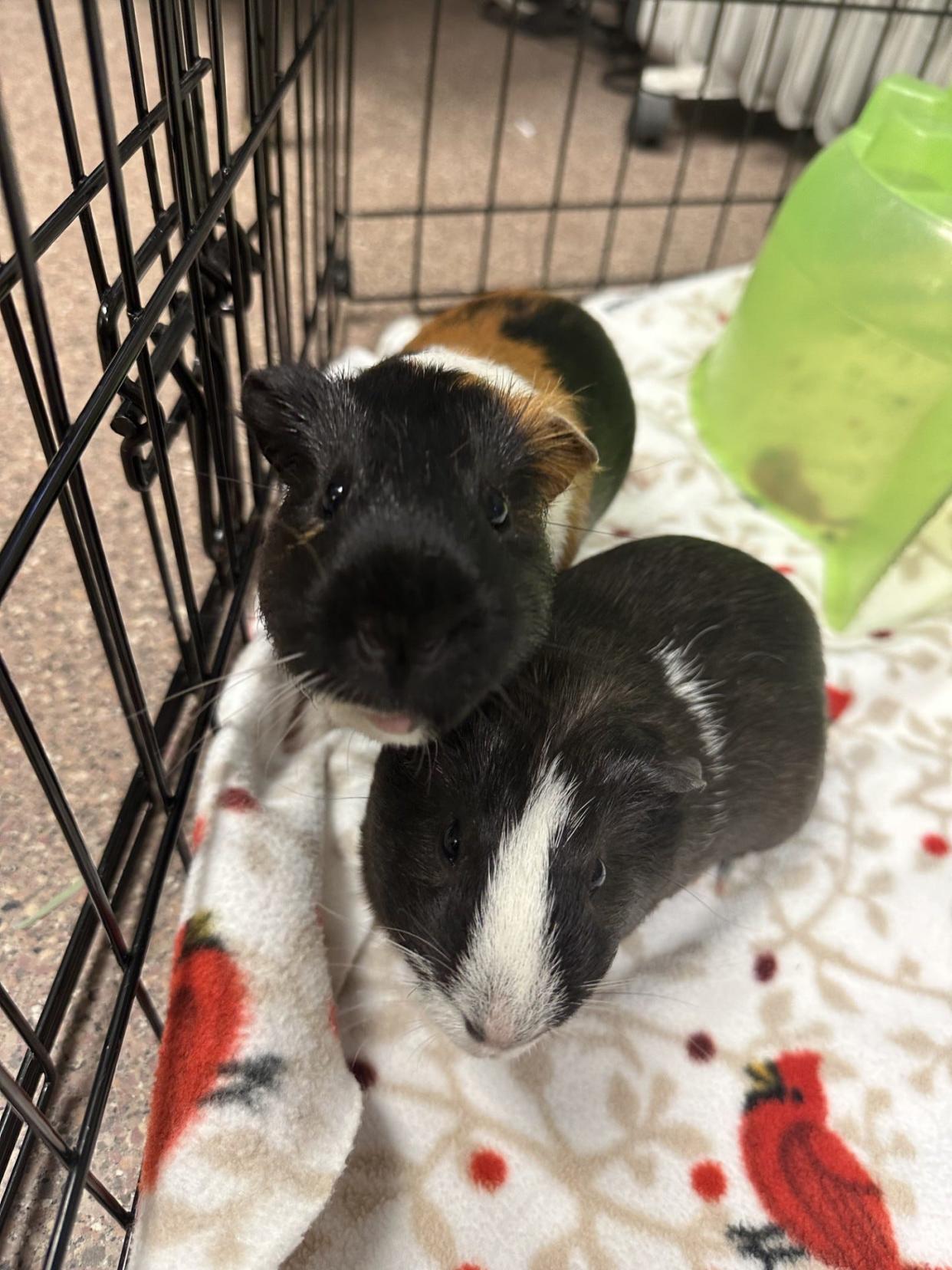 Quico and Chavo are two guinea pigs up for adoption at Greenhill Humane Society.