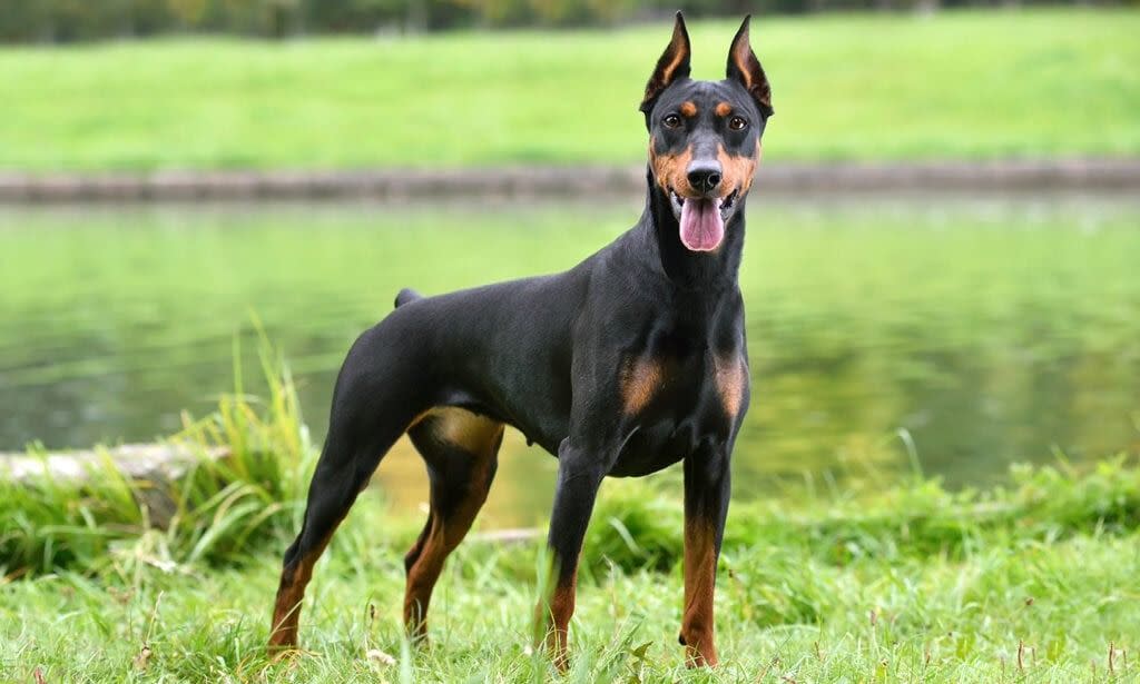 medium dog breeds german pinscher