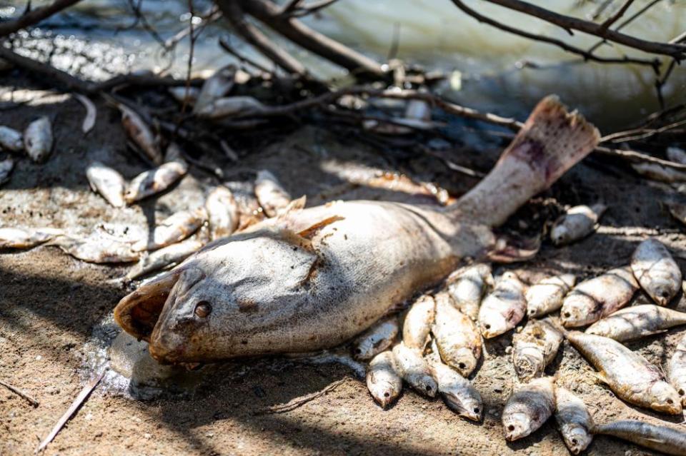 A Murray cod is among the thousands of fish washed up on the riverbank at the main weir at the Menindee lakes.