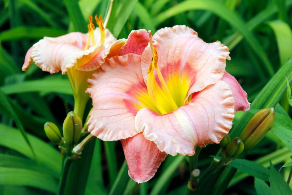 close view of pink blossom of daylily