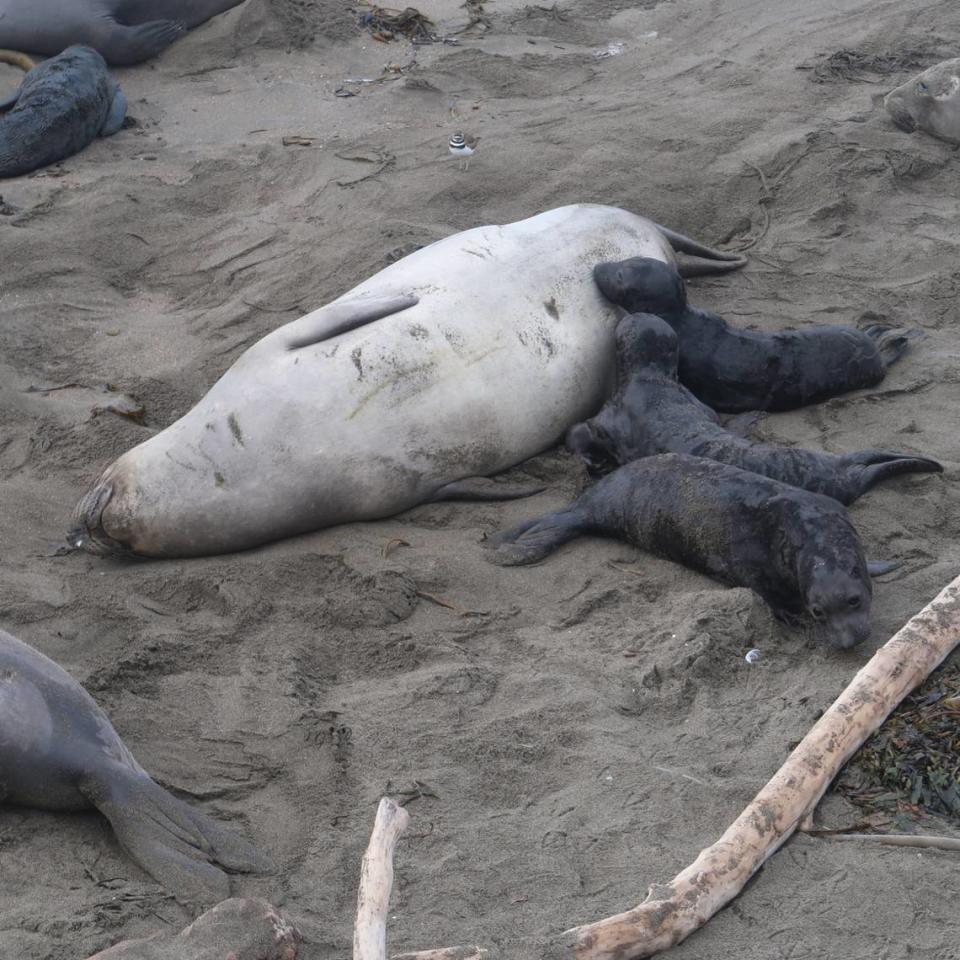 This mother tolerates extra pups nursing. Around 80 percent of pups nurse on more than one mother.