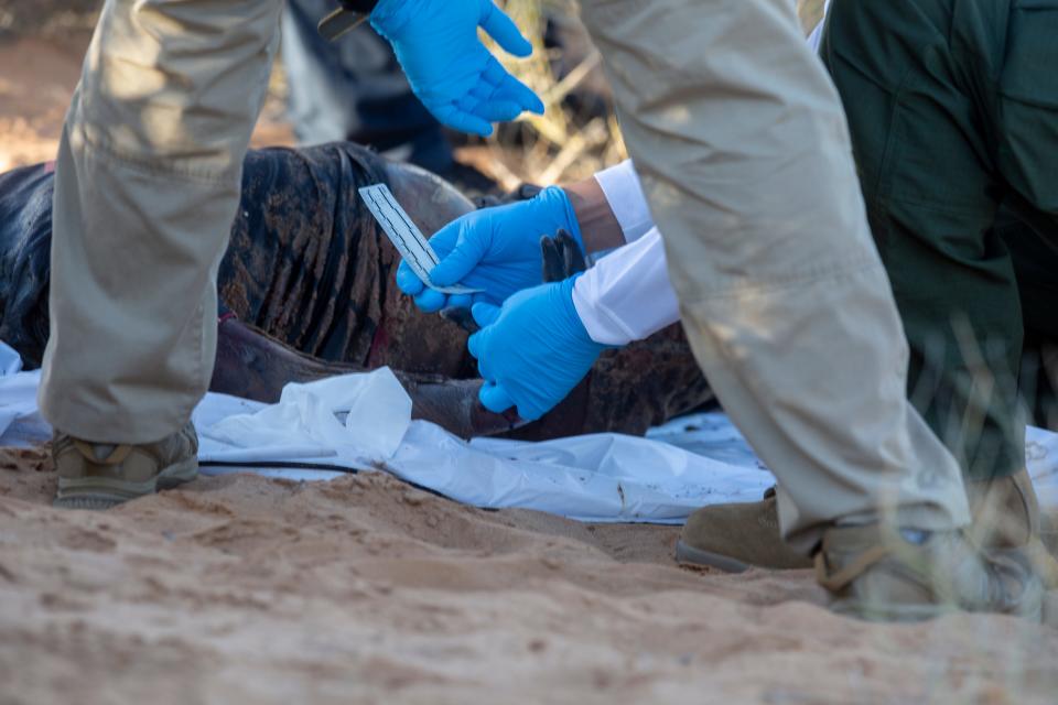 Border Patrol investigators take fingerprints of a deceased migrant to seek a match in their database. The investigators were attempting to identify a male migrant who was found deceased in the desert in New Mexico two miles north of the international boundary on Sept. 13, 2023.