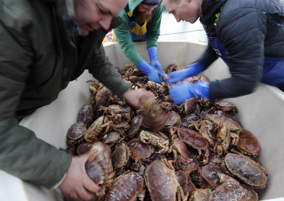 Fishermen arrange crabs after their boat returned from a fishing trip to the harbour in Hartlepool, England, Monday, Nov. 11, 2019. Political parties in Britain's Brexit-dominated December election are battling fiercely to win Hartlepool and places like it: working-class former industrial towns with voters who could hold the key to the prime minister's office at 10 Downing Street. Fishermen, who rail against the EU's quotas and red tape, are among the staunchest supporters of leaving the bloc. (AP Photo/Frank Augstein)