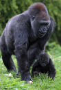 BRISTOL, ENGLAND - MAY 04: Bristol Zoo's baby gorilla Kukena takes some of his first steps as he ventures out of his enclosure with his mother Salome at Bristol Zoo’s Gorilla Island on May 4, 2012 in Bristol, England. The seven-month-old western lowland gorilla is starting to find his feet as he learns to walk having been born at the zoo in September. Kukena joins a family of gorillas at the zoo that are part of an international conservation breeding programme for the western lowland gorilla, which is a critically endangered species. (Photo by Matt Cardy/Getty Images)