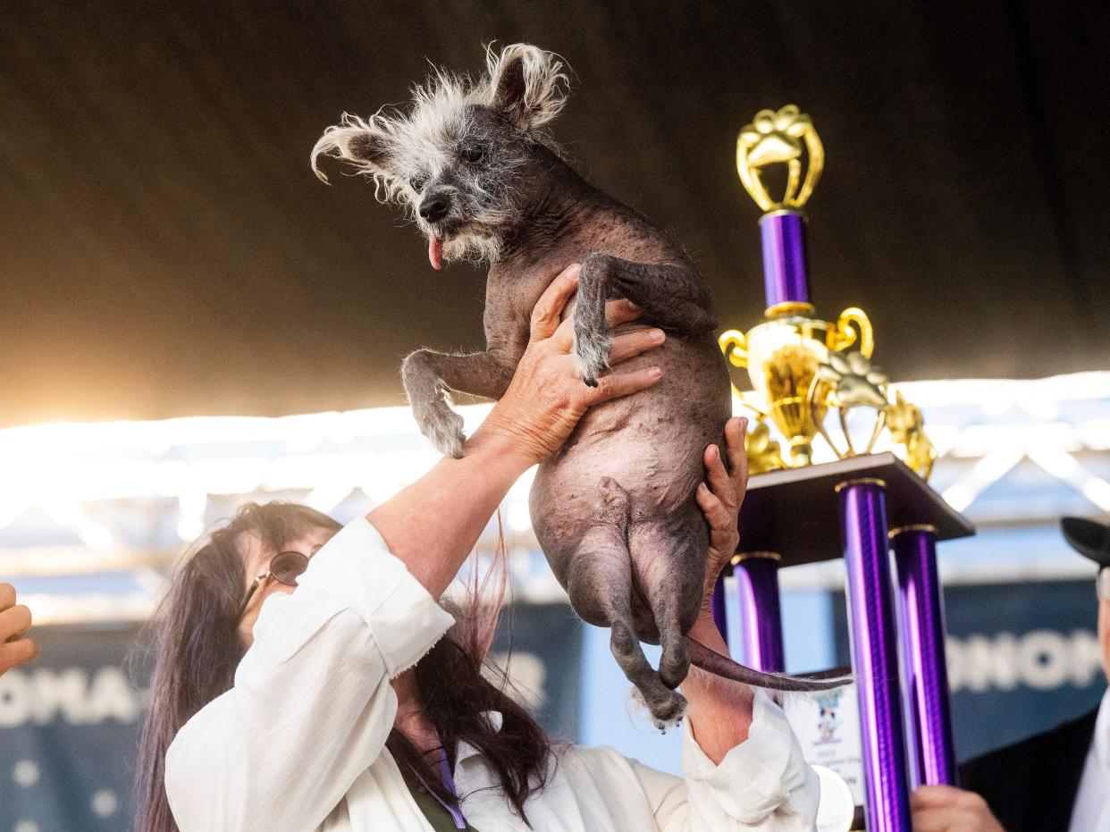 Scooter is held up after winning first place in the World's Ugliest Dog Contest at the Sonoma-Marin Fair in Petaluma, California on June 23, 2023.