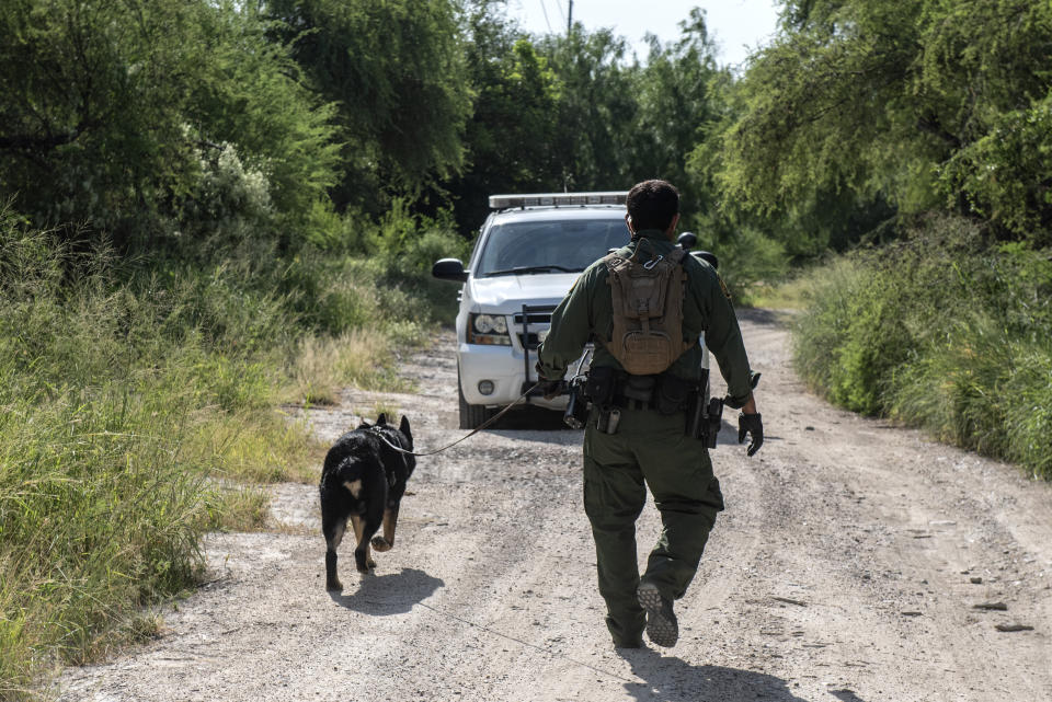 A Border Patrol K9 unit searches an area near Mission, Texas, for illegal immigrants