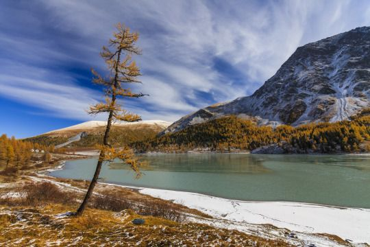 Las Montañas doradas de Altái, Rusia