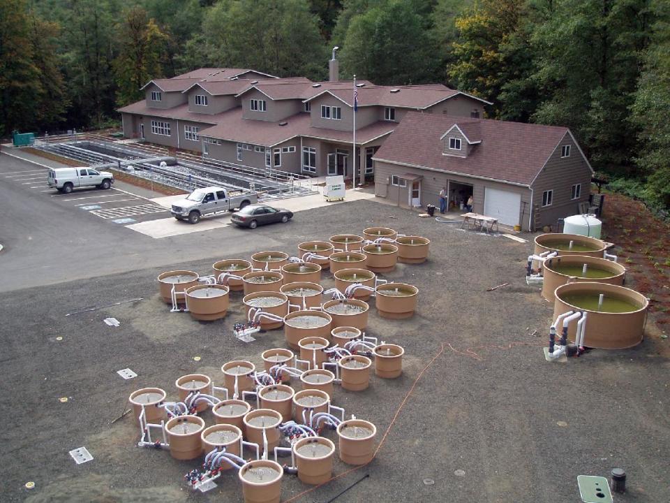 This undated photo provided by the Oregon Department of Fish and Wildlife shows the Oregon Hatchery Research Center near Alsea, Ore. The center has agreed to do an experiment on whether hatchery-produced steelhead can be bred to be better biters. A growing body of evidence indicates that hatchery fish bite anglers' hooks less frequently than wild fish. Oregon spends $25 million a year on producing salmon and steelhead for anglers to catch. (AP Photo/Oregon Department of Fish and Wildlife)