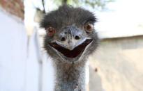 <p>An Emu that strayed into Saperon Ki Dhaani in Jaipur, India, was rescued by the residentsand is being guarded and fed by them in an empty plot. (Photo: Getty Images)</p>