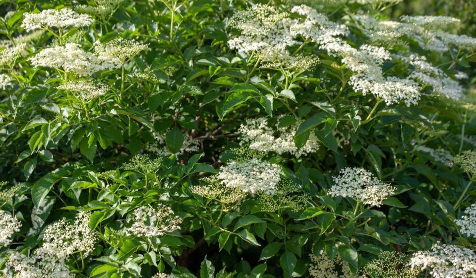 Elderberry trees feature flat-topped clusters of tiny, creamy-white flowers with a fragrant, sweet scent.