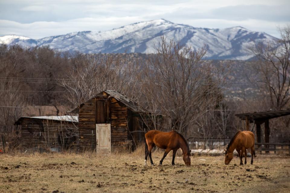 Horses graze in an open field