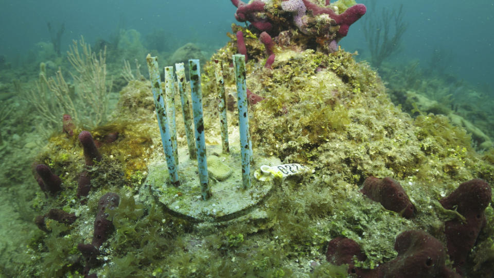 This July 26, 2023 image provided by phade® by WinCup, Inc., shows a "Coral Fort," made of biodegradable drinking straws that researchers are using to prevent laboratory-grown coral from becoming really expensive fish food, off the coast of Fort Lauderdale, Fla. Scientists around the world have been working for years to address the decline of coral reef populations. Just last summer, reef rescue groups in South Florida and the Florida Keys were trying to save coral from rising ocean temperatures. (Chris Gug/phade® by WinCup, Inc. via AP)