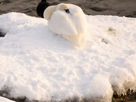 A swan cowers against the freezing winds in Stockholm harbour, Sweden February 26, 2018. TT News Agency/Hossein Salmanzadeh/via REUTERS