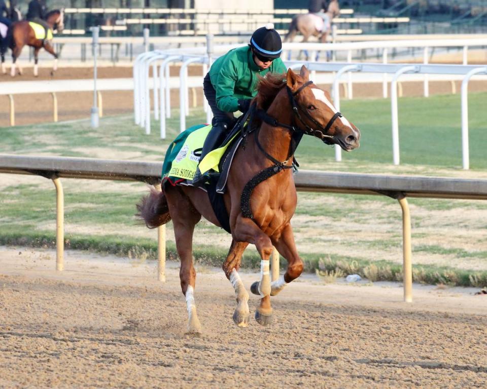 Kentucky Derby contender Derma Sotogake puts in a work at Churchill Downs on April 26. The Japanese-bred horse has 10-1 odds on the morning line.