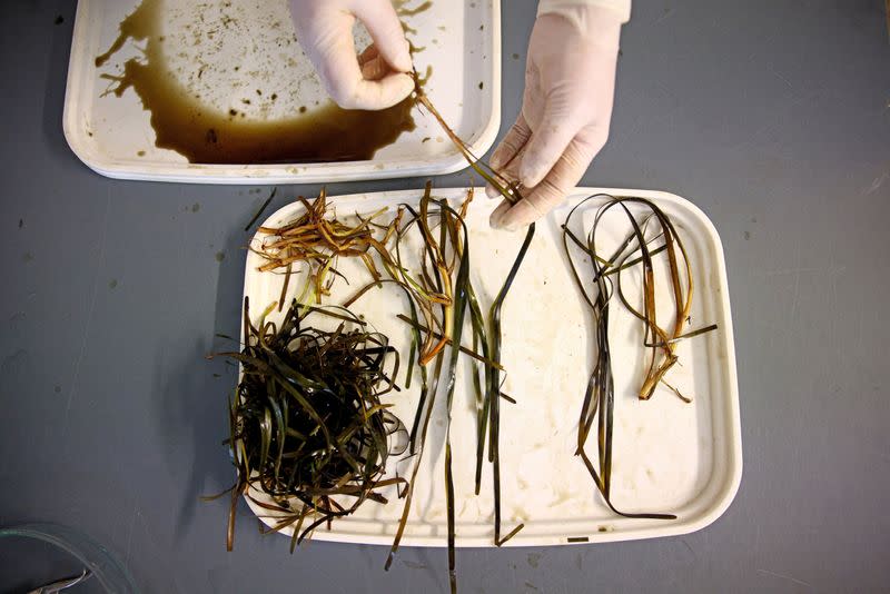 The Wider Image: In Baltic Sea, citizen divers restore seagrass to fight climate change