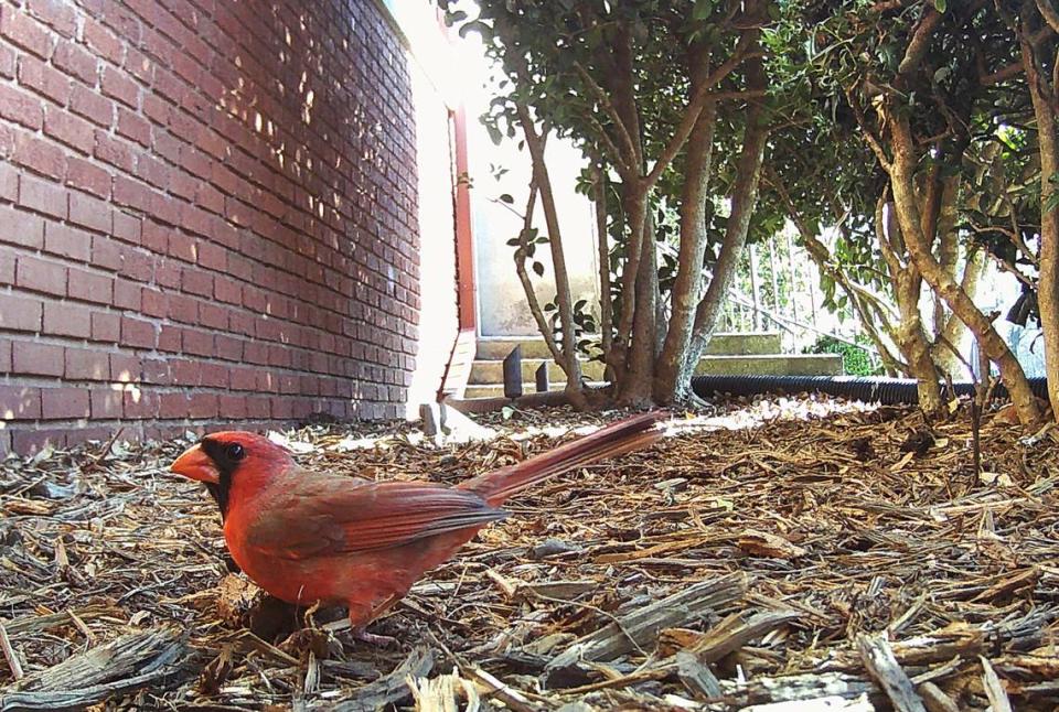 Biologist Finian Curran captured a photo of a male Northern cardinal as part of an urban wildlife photography experiment at Queens University.