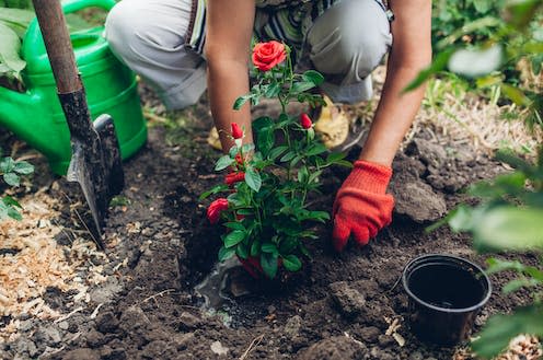 <span class="caption">The soil you use for your roses may contain something sinister.</span> <span class="attribution"><a class="link " href="https://www.shutterstock.com/image-photo/woman-gardener-transplanting-red-roses-flowers-1675428565" rel="nofollow noopener" target="_blank" data-ylk="slk:Mariia Boiko/ Shutterstock;elm:context_link;itc:0;sec:content-canvas">Mariia Boiko/ Shutterstock</a></span>