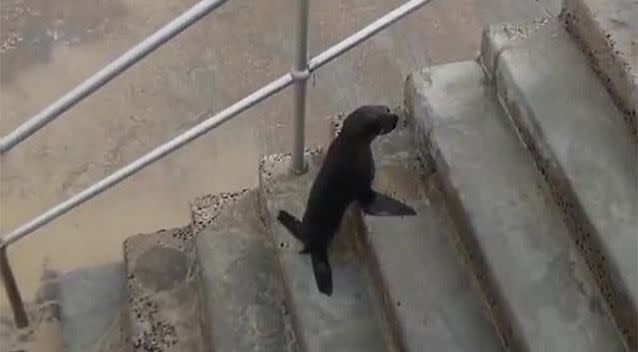 The adorable seal pup didn't shy away from attention as it clambered up the stairs from Bondi beach. Photo: Facebook/Macelleria