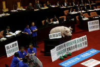 <p>A dummy of a pig is placed by Kuomintang’s legislators as they occupy the podium of the legislative chamber to block Premier Lin Chuan from delivering his first policy report, and oppose the imports of U.S. pork containing traces of the leanness-enhancing agent ractopamine at the Legislative Yuan in Taipei, Taiwan, May 31, 2016. (Reuters/Tyrone Siu) </p>