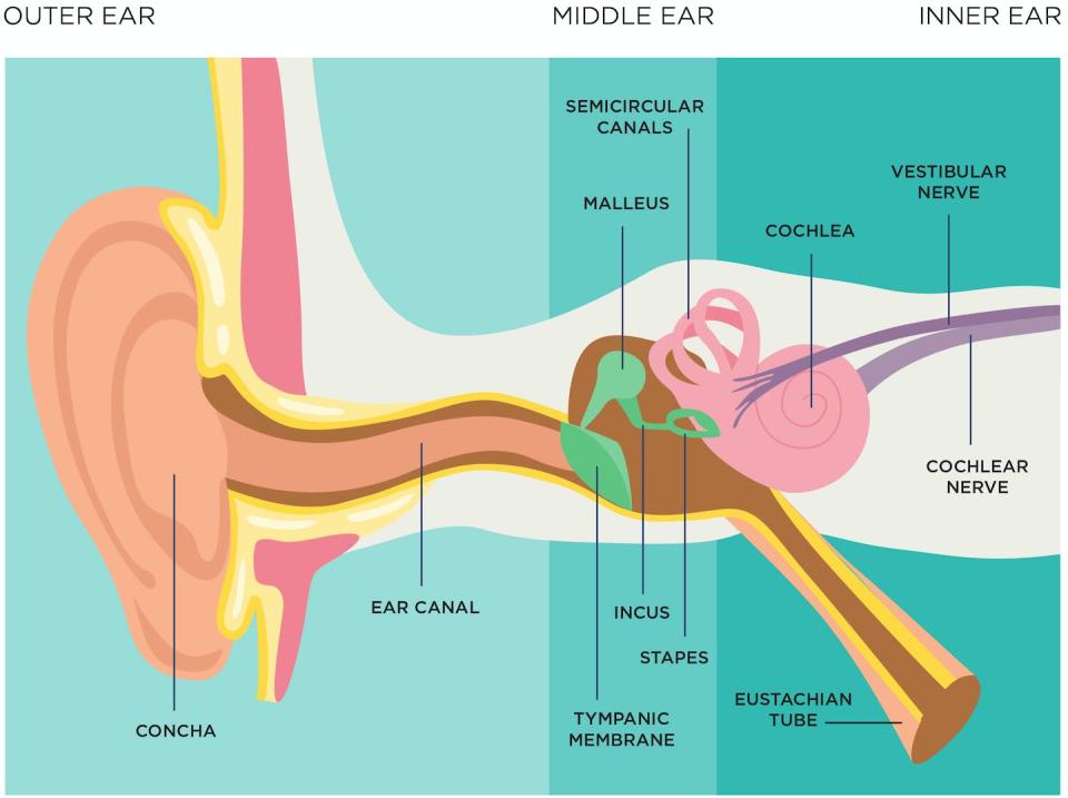 Earwax is found in the outer part of your ear, in the ear canal. <a href="https://www.gettyimages.com/detail/illustration/human-ear-anatomy-royalty-free-illustration/1254417864" rel="nofollow noopener" target="_blank" data-ylk="slk:Ace2020/iStock via Getty Images Plus;elm:context_link;itc:0;sec:content-canvas" class="link ">Ace2020/iStock via Getty Images Plus</a>