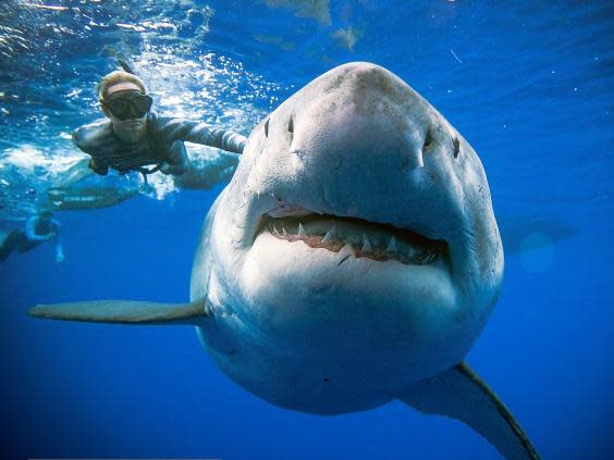 Diver Ocean Ramsey swims next to female great white shark (AFP/Getty Images)