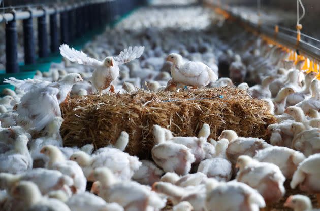 Chickens are seen at a poultry farm.  (Photo: Stephane Mahe via Reuters)