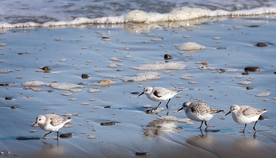 Sanderlings, a small shore bird, feed along the shoreline of Nantasket Beach in Hull on Monday, Nov. 8, 2021.