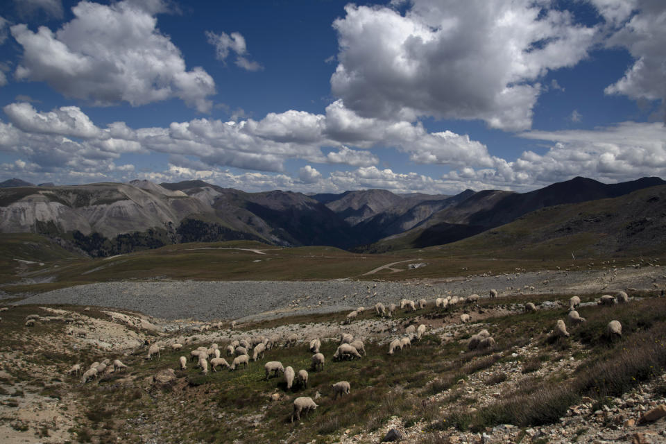 Ovejas pastan en una cuenca de gran altitud en las montañas San Juan al oeste de Colorado, el 23 de agosto de 2022. (William Woody/The New York Times)