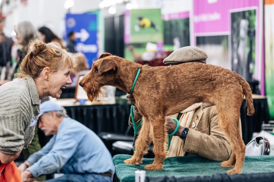 Fitz, an Irish Terrier, at the Jacob Javitz Center “Meet the Breeds” event.