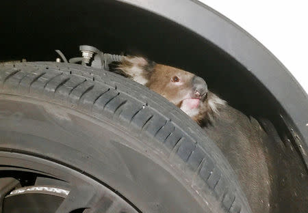 A koala sits trapped behind the wheel of a car prior to being rescued in Adelaide, South Australia, September 9, 2017 in this handout picture distributed to Reuters on September 16, 2017. Jane Brister/Handout via REUTERS.