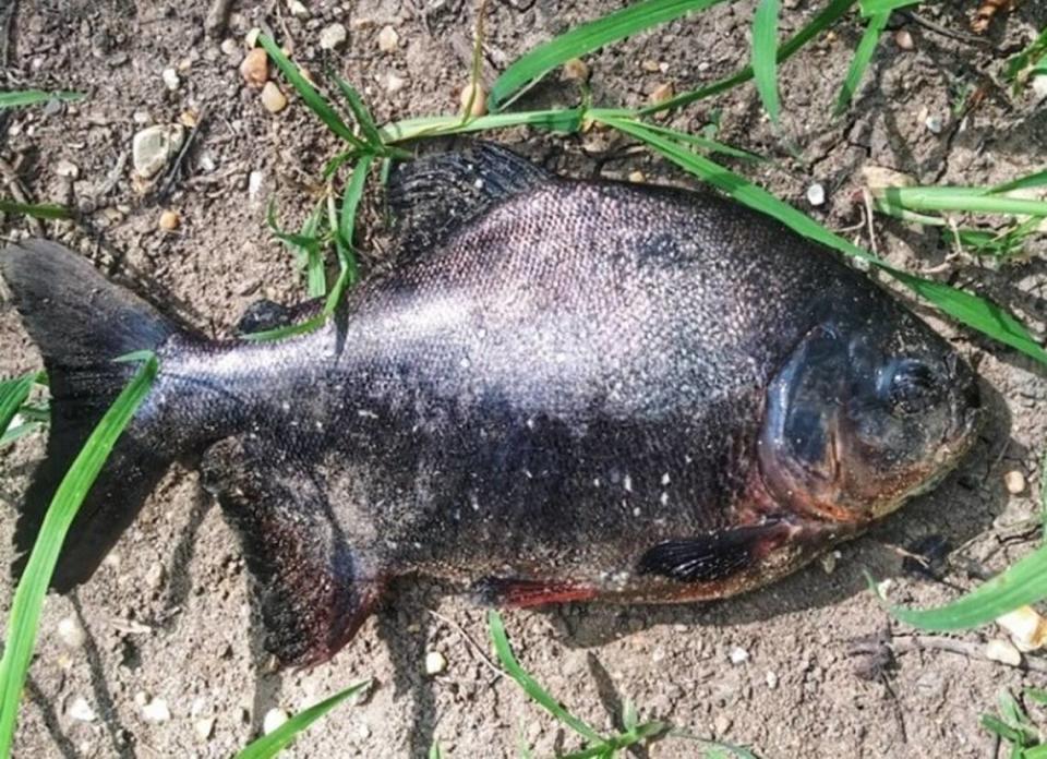 A Tennessee angler’s suspicions that he caught an invasive fish have been confirmed, after state officials determined it was a South American pacu, known as the “vegetarian piranha.”