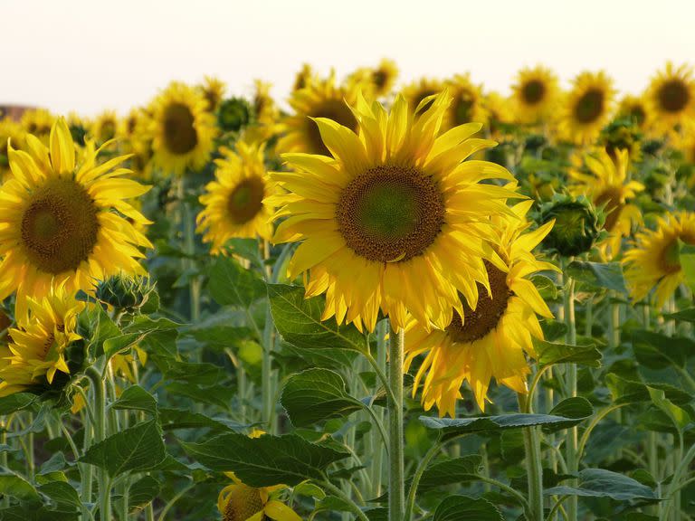 En el mundo el girasol ocupa 24 millones de hectáreas